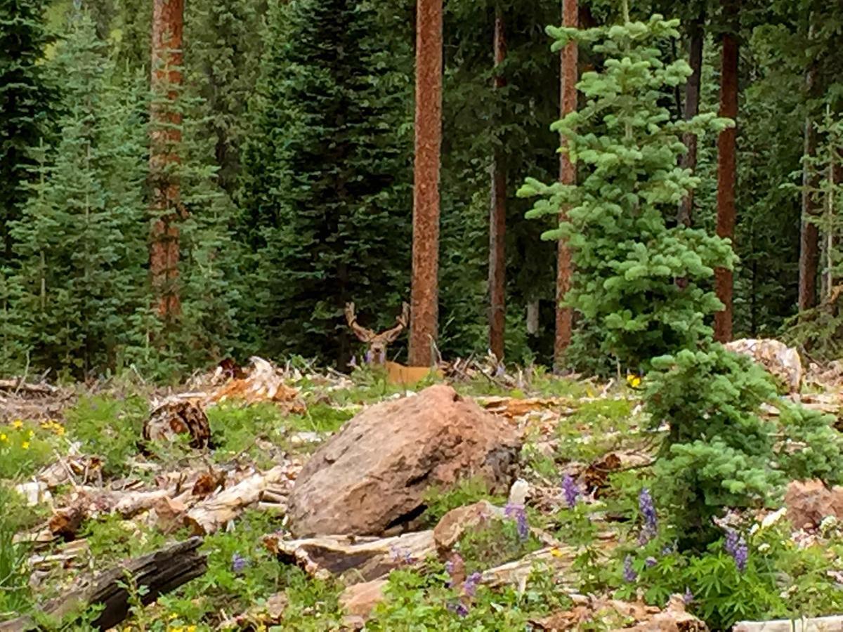 Arrowhead Mountain Lodge Cimarron Eksteriør bilde